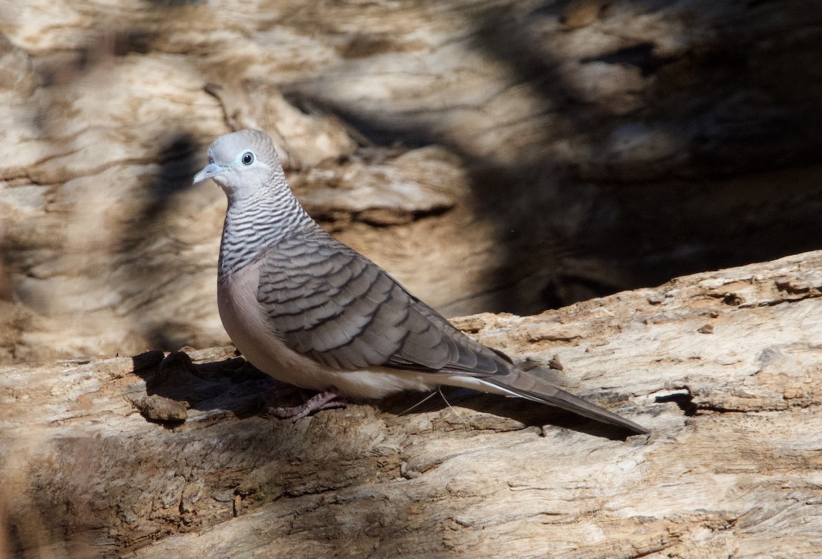 Peaceful Dove - Yvonne van Netten