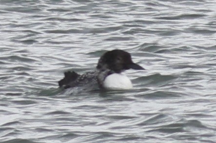 Common Loon - Sea Williams