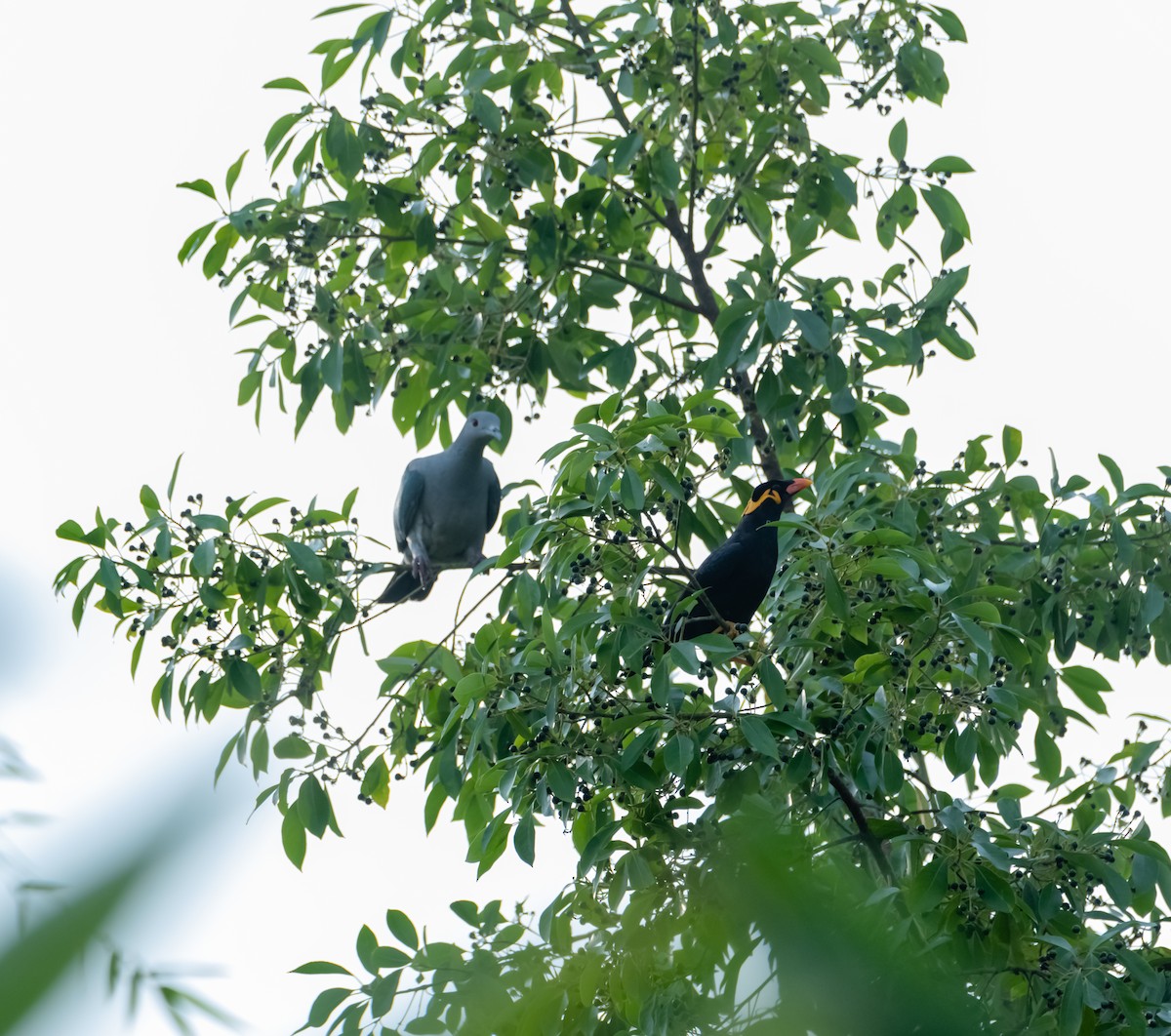 Green Imperial-Pigeon - Arun Raghuraman