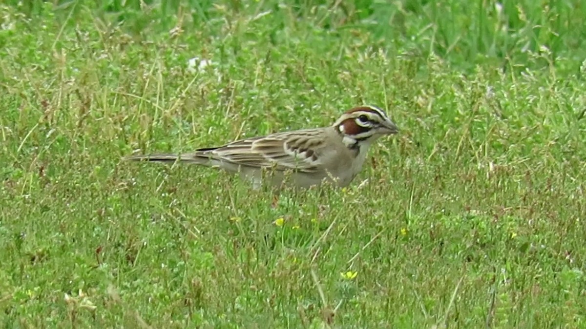 Lark Sparrow - d w