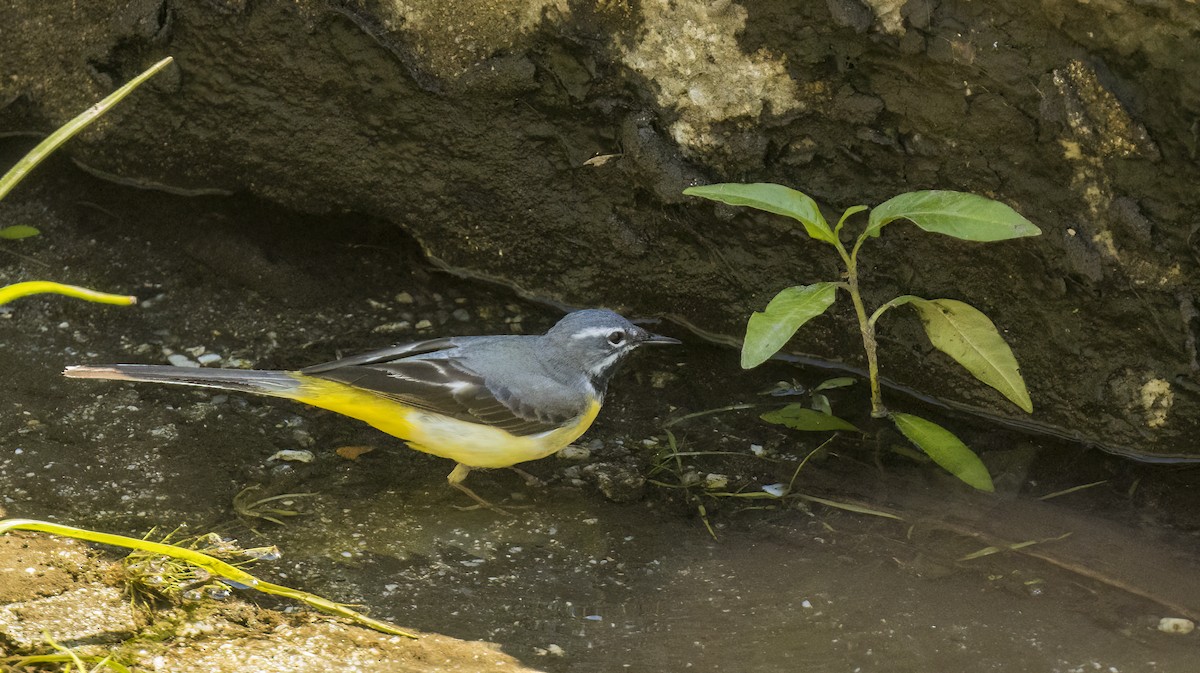 Gray Wagtail - ML619218311