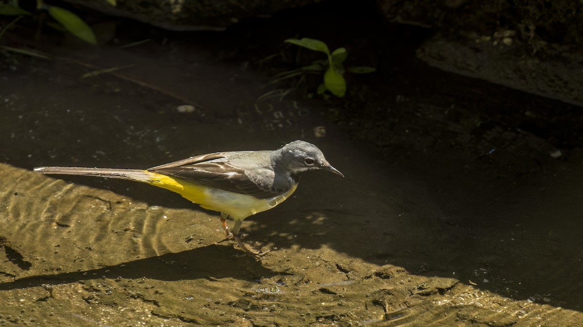 Gray Wagtail - ML619218316