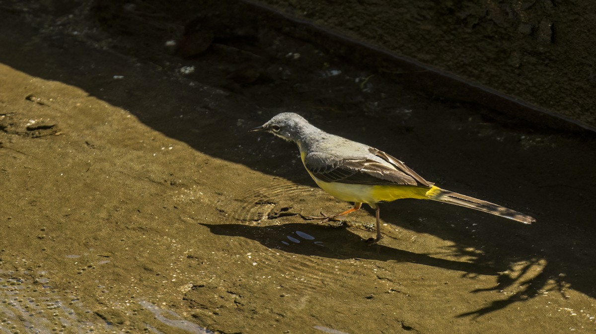 Gray Wagtail - ML619218318