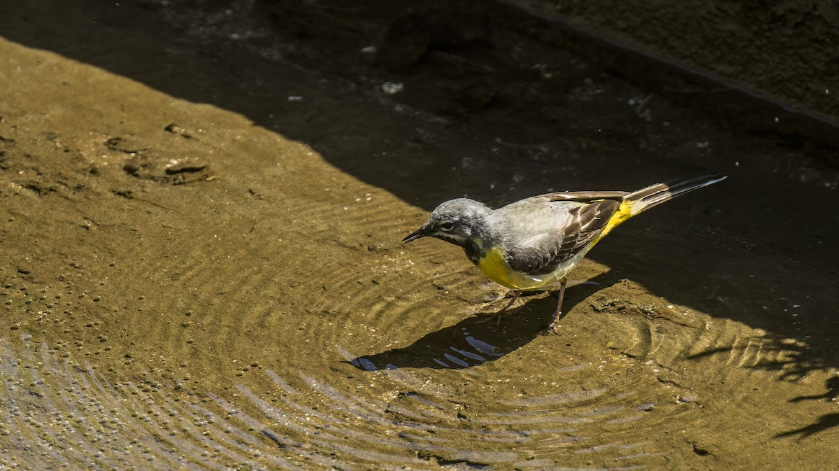 Gray Wagtail - ML619218320