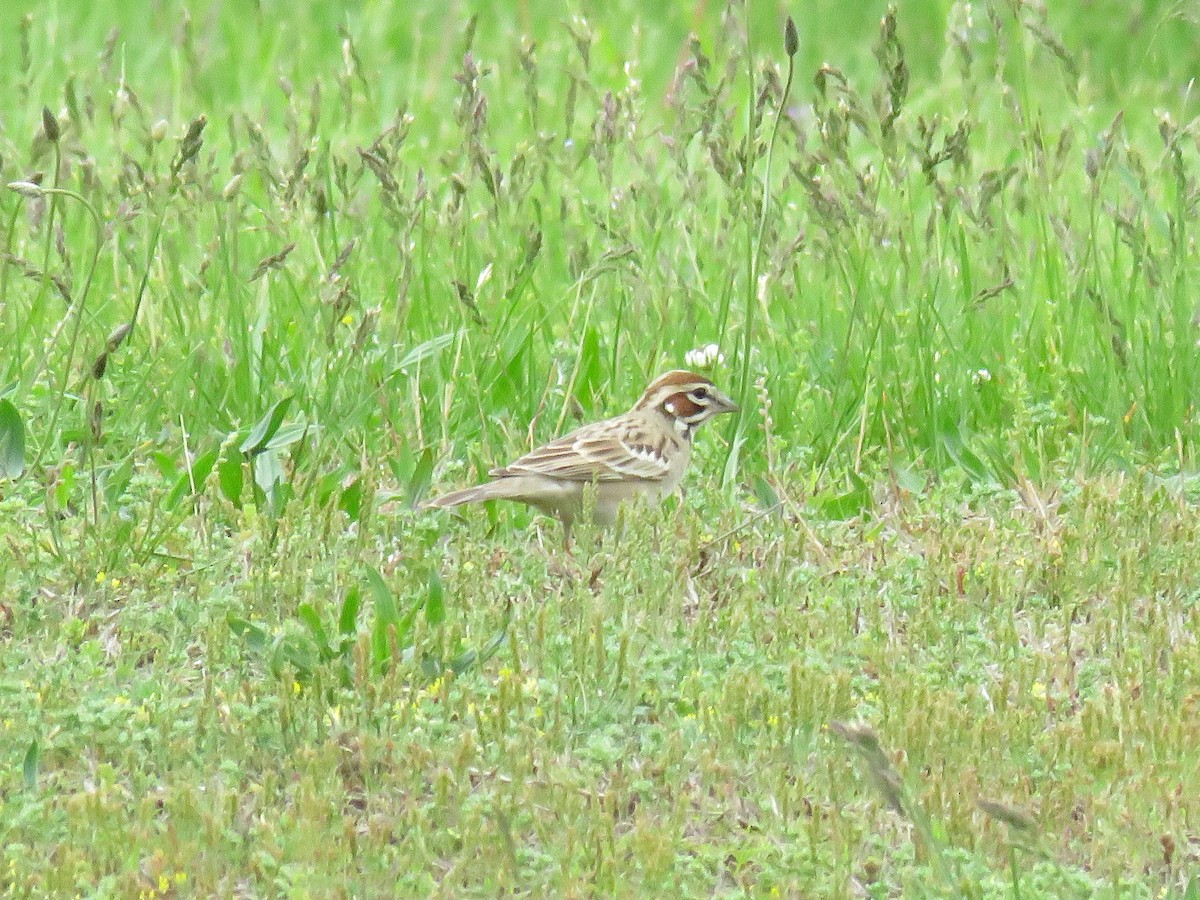 Lark Sparrow - d w