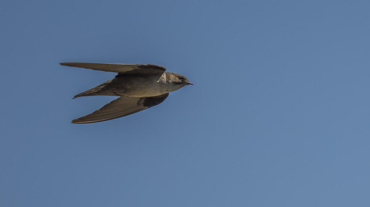 Eurasian Crag-Martin - Francisco Pires