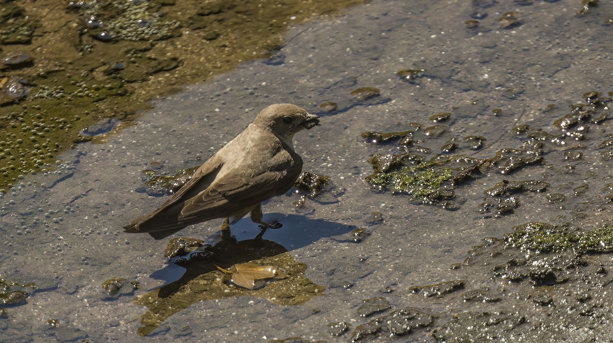 Eurasian Crag-Martin - ML619218335