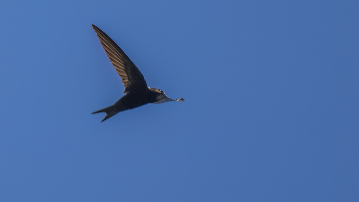 Common Swift - ML619218337