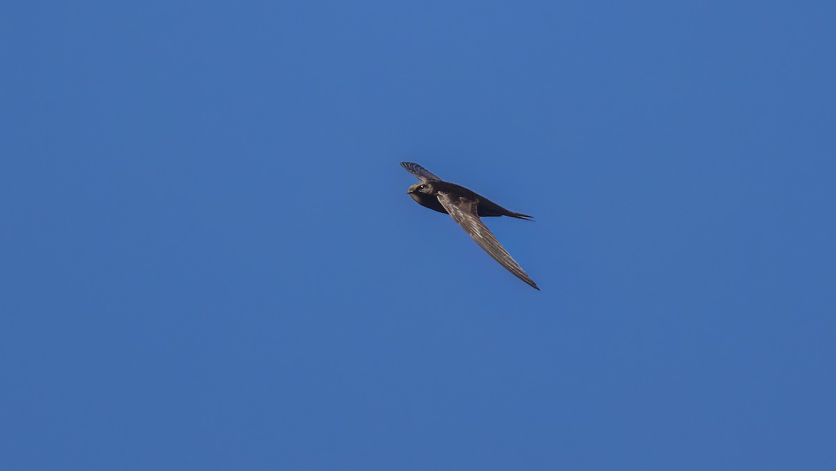 Common Swift - Francisco Pires