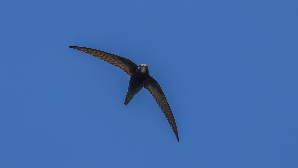 Common Swift - Francisco Pires