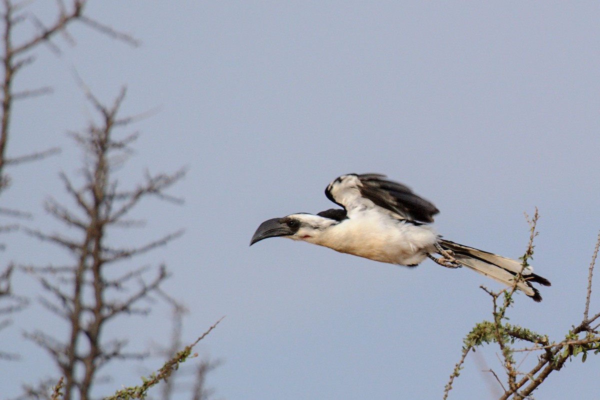 Von der Decken's Hornbill - Prashant Tewari