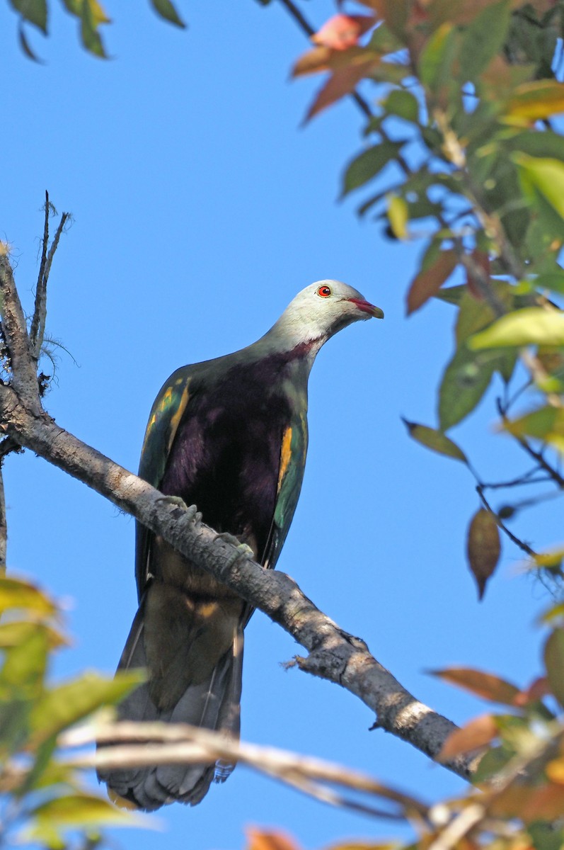 Wompoo Fruit-Dove - ML619218353