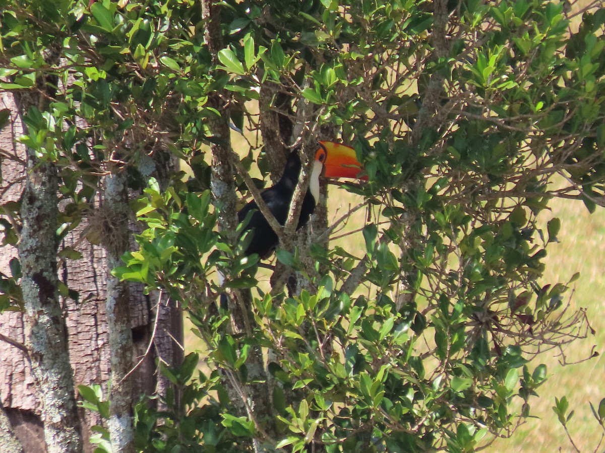 Toco Toucan - Márcio Alves Cardoso