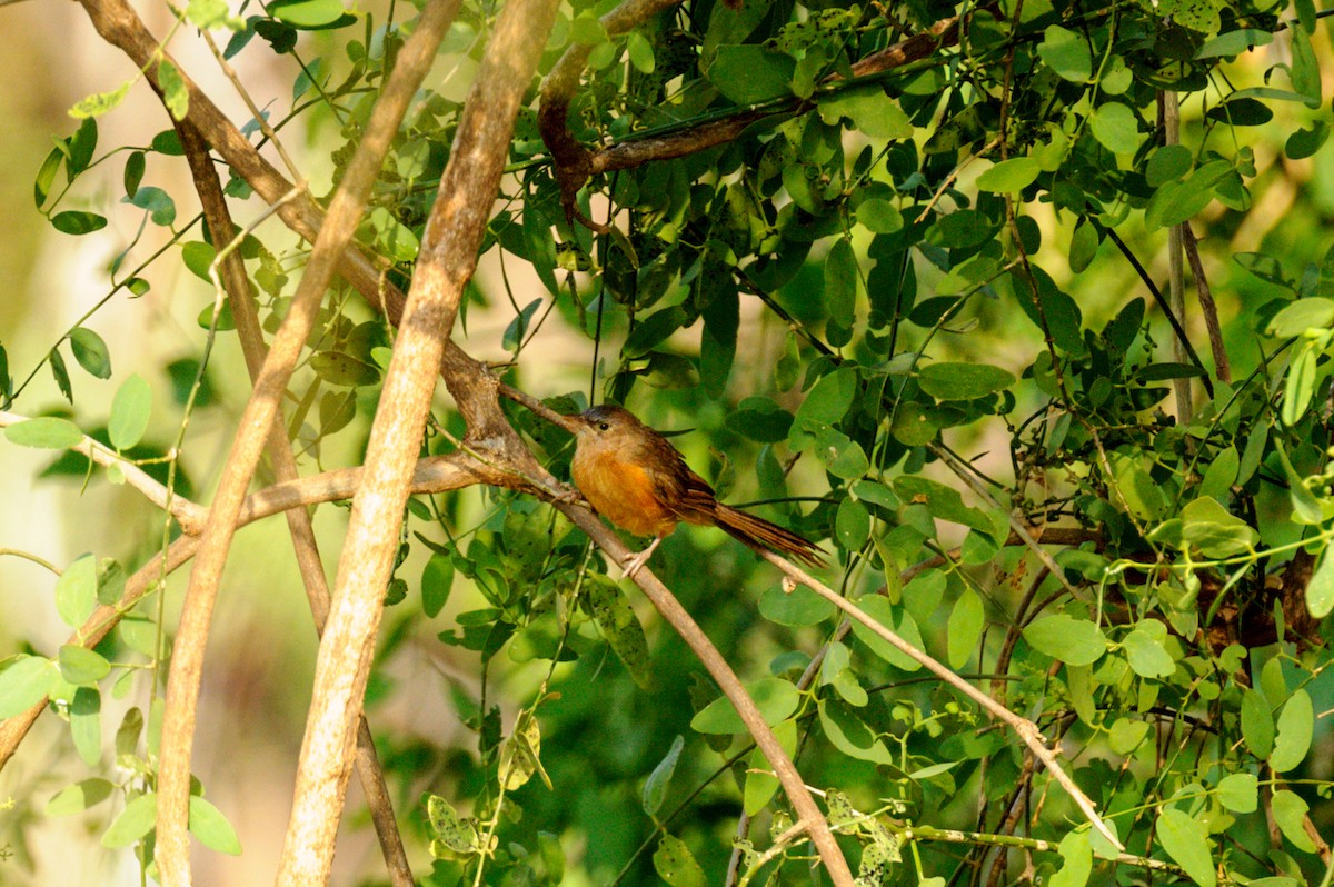 Rufous Chatterer - Prashant Tewari