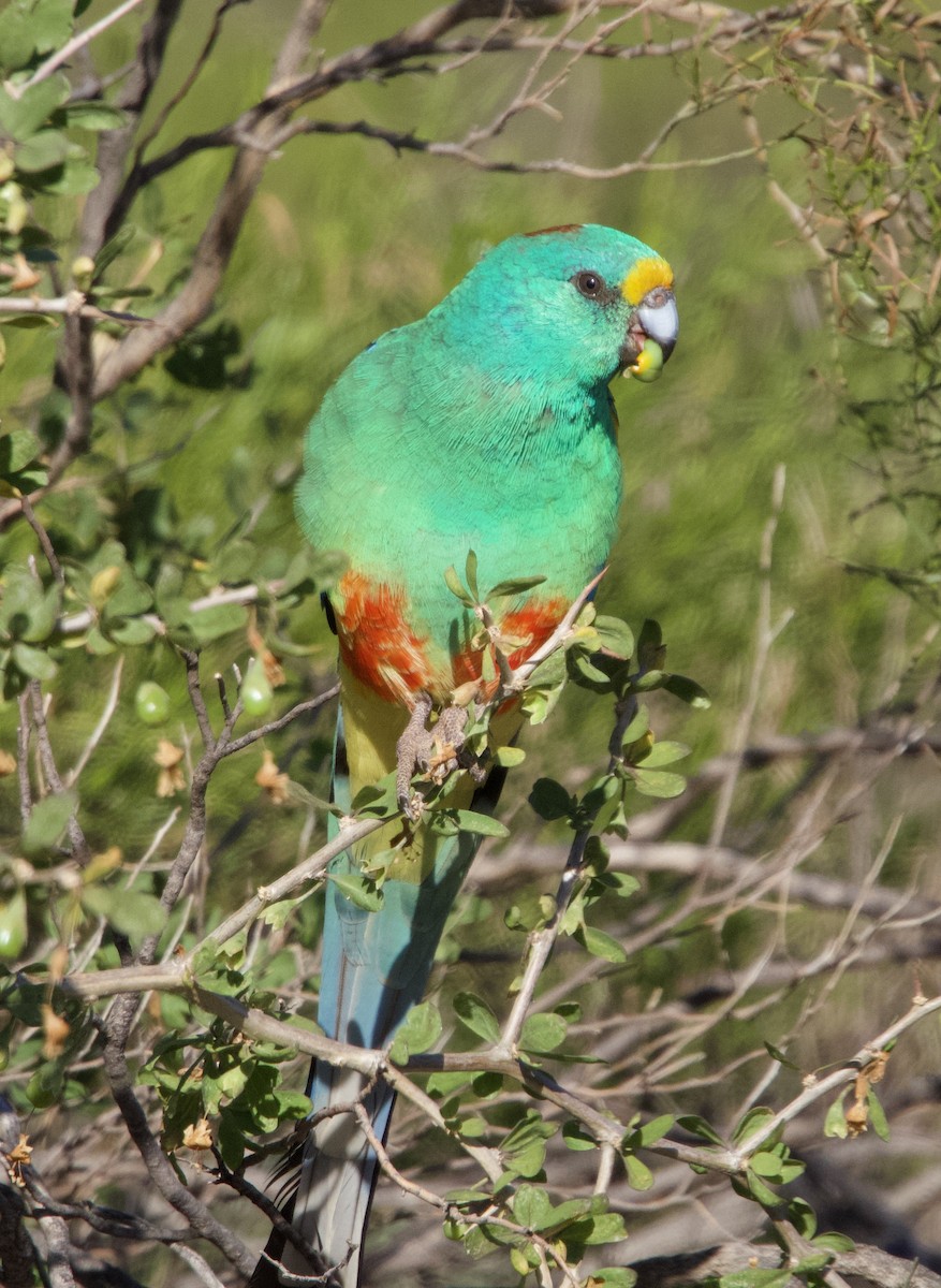 Mulga Parrot - Yvonne van Netten