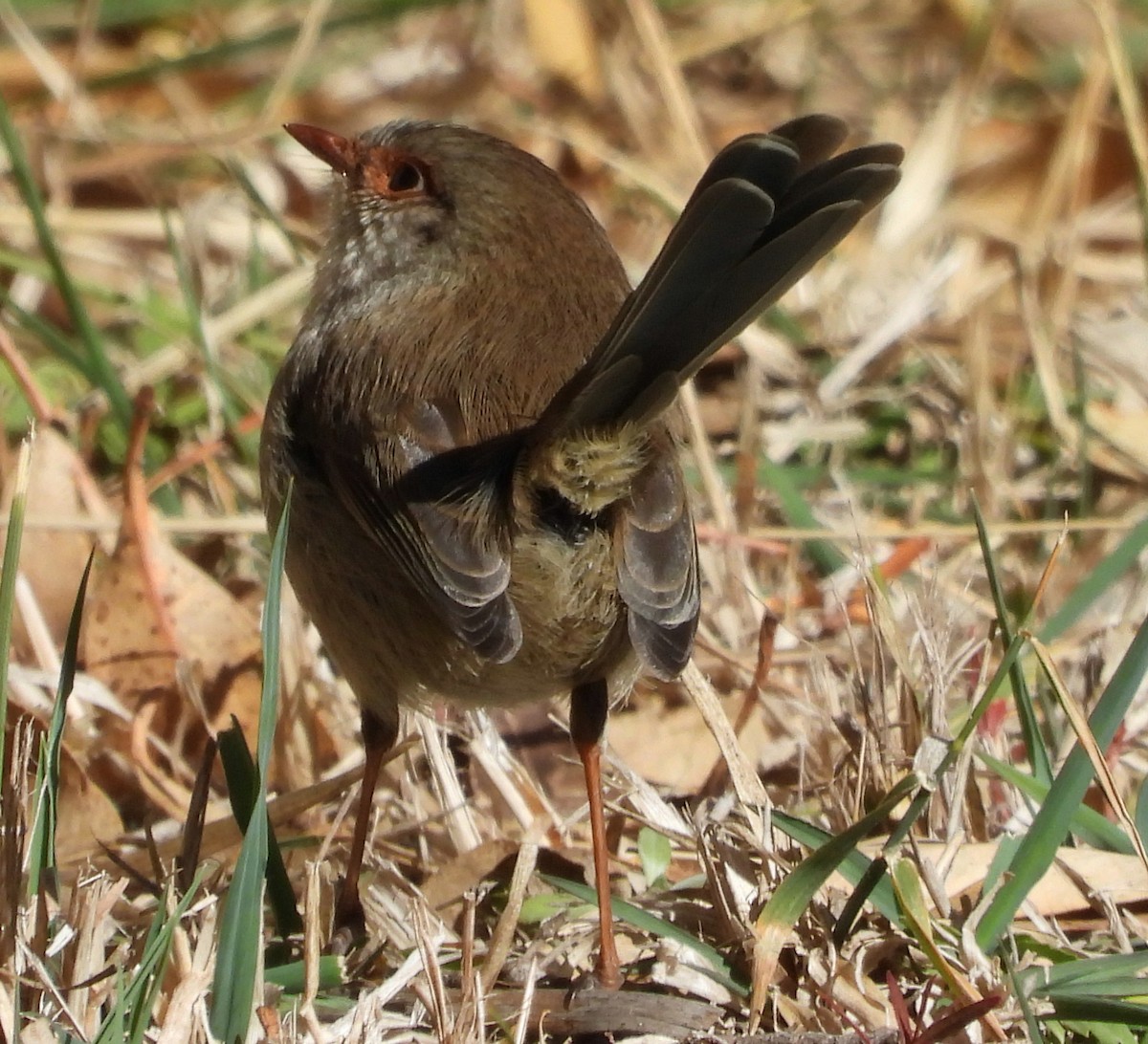 Superb Fairywren - ML619218368