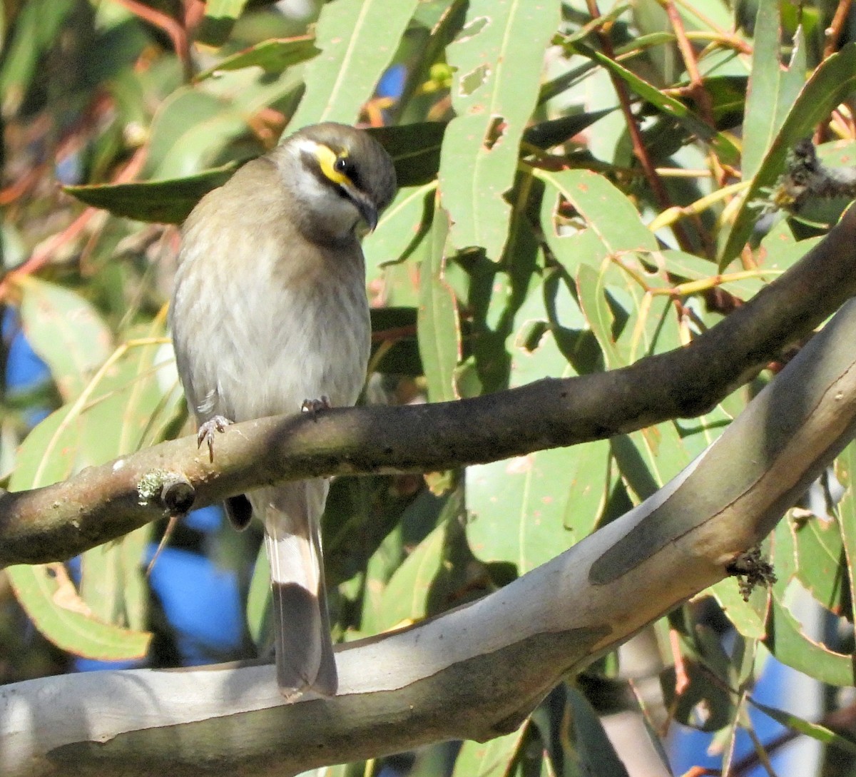 Yellow-faced Honeyeater - Rodney van den Brink