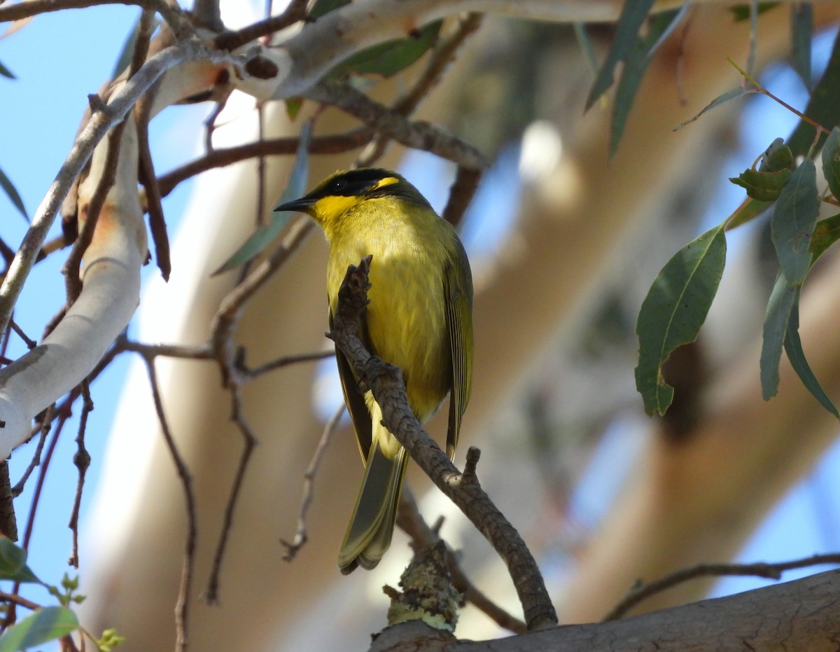 Yellow-tufted Honeyeater - ML619218380