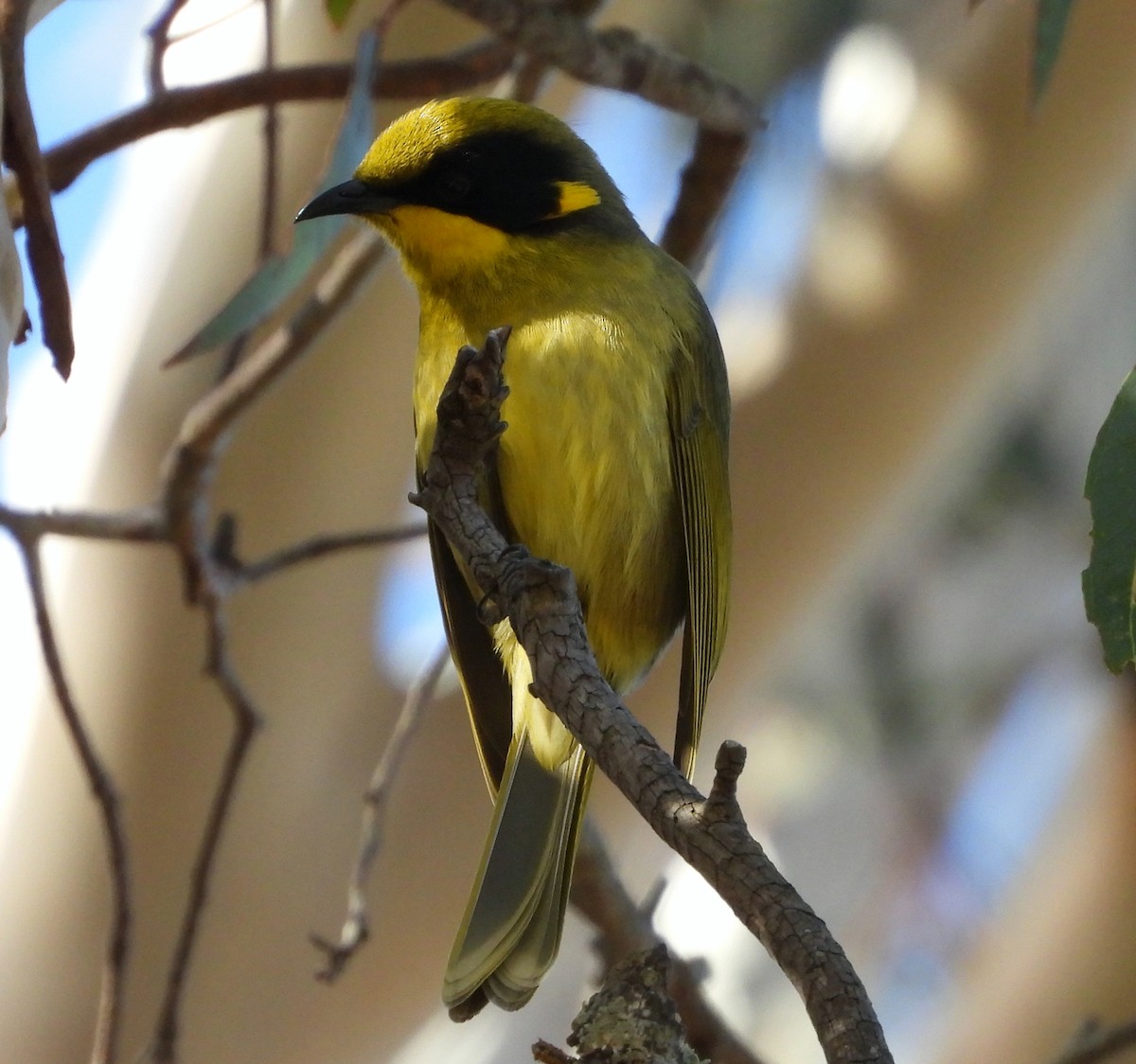 Yellow-tufted Honeyeater - ML619218382