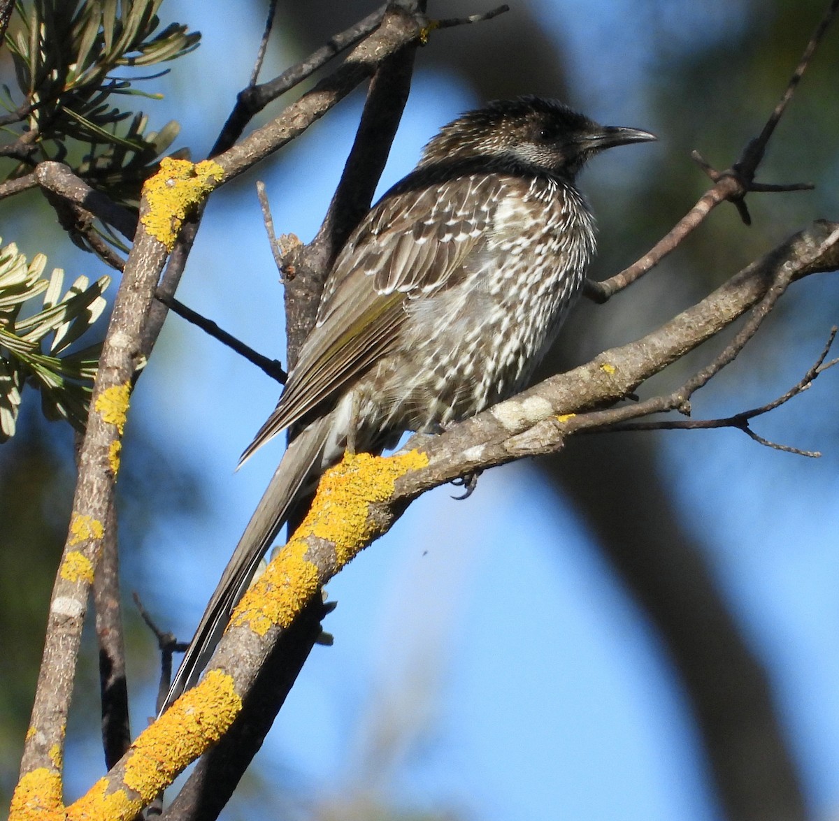 Little Wattlebird - ML619218384