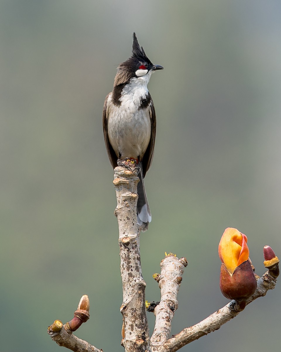 Red-whiskered Bulbul - ML619218387