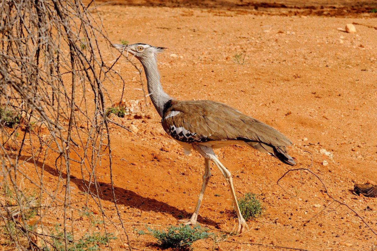 Kori Bustard - Prashant Tewari