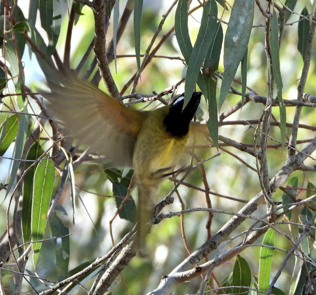 White-eared Honeyeater - ML619218389