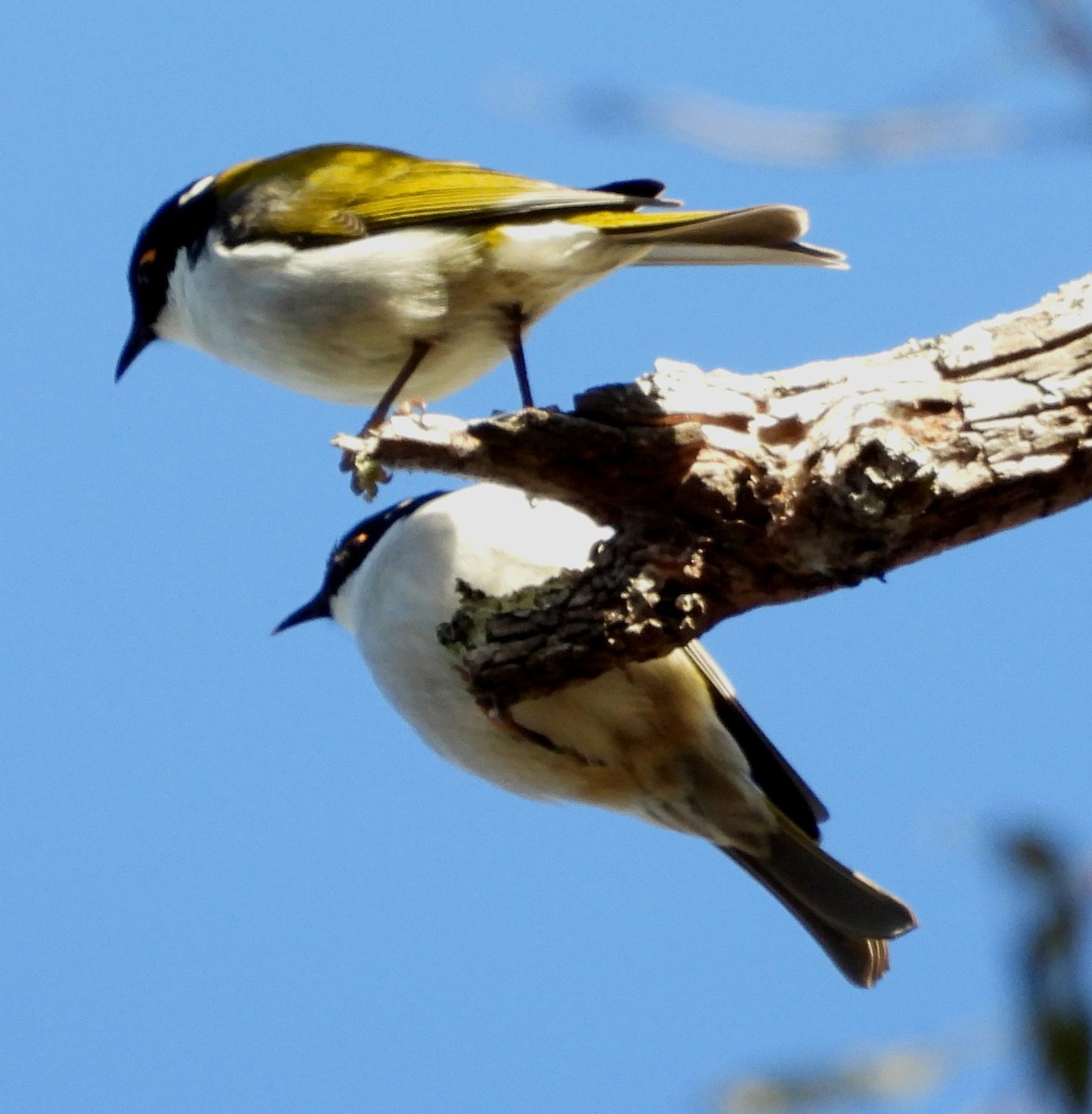 White-naped Honeyeater - Rodney van den Brink