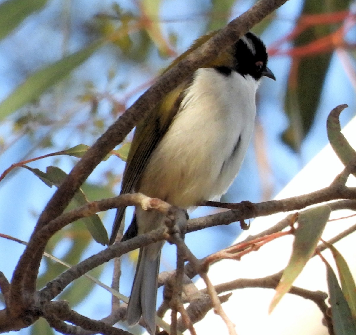 White-naped Honeyeater - Rodney van den Brink