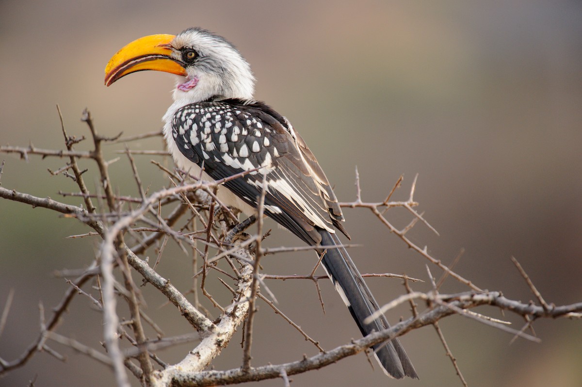 Eastern Yellow-billed Hornbill - ML619218397