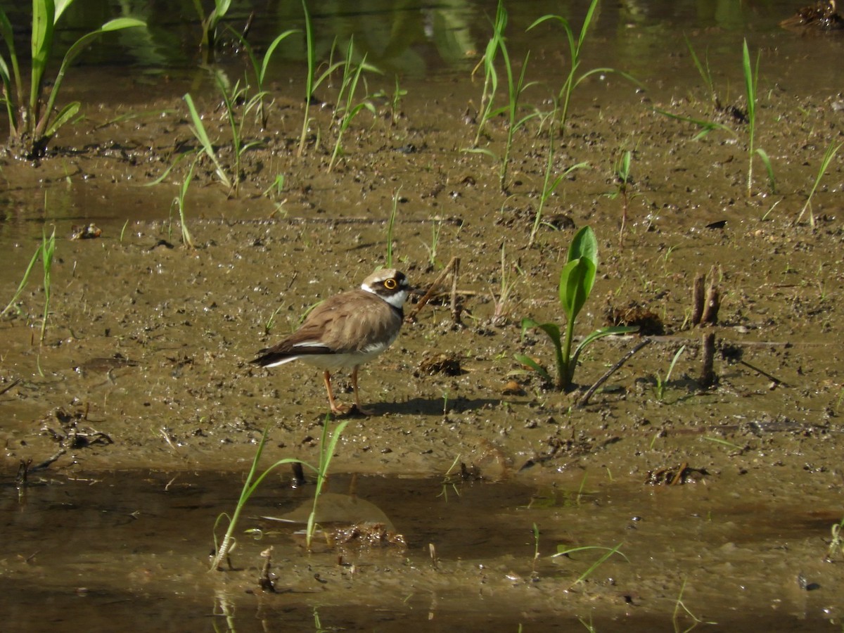 Little Ringed Plover - Takayuki Uchida