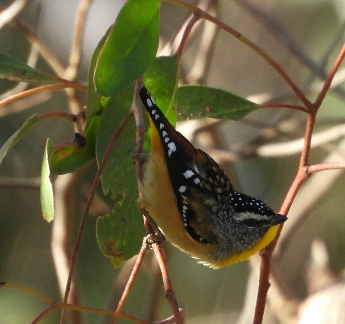 Pardalote pointillé - ML619218400