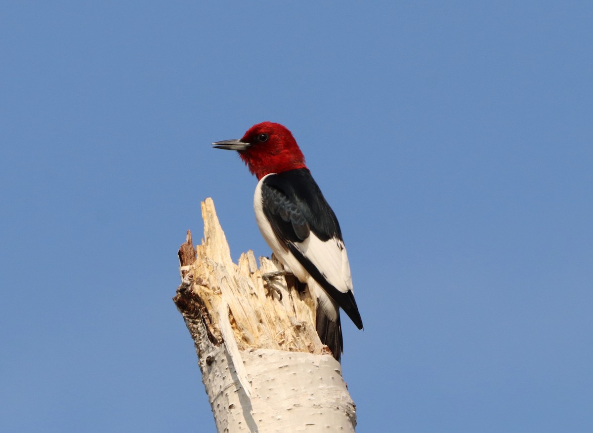 Red-headed Woodpecker - Kim Leedom