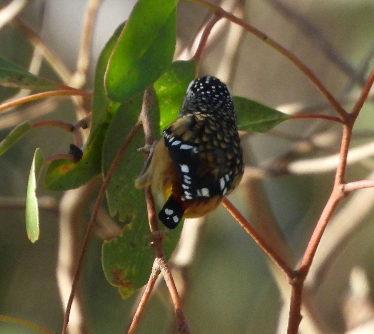 Pardalote pointillé - ML619218402