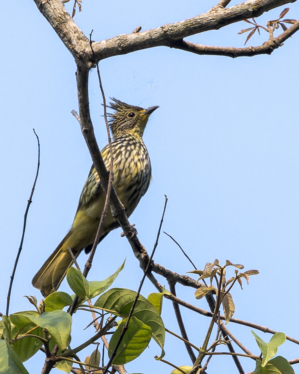 Striated Bulbul - ML619218404