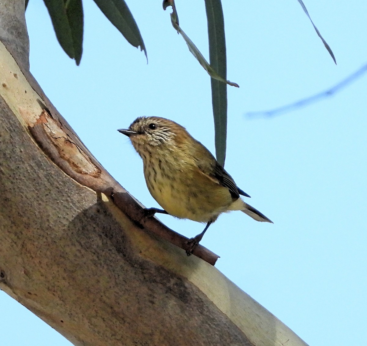 Striated Thornbill - ML619218405