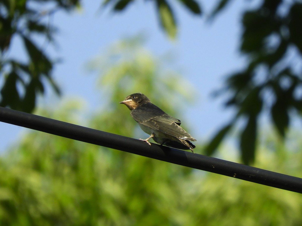 Barn Swallow - Takayuki Uchida