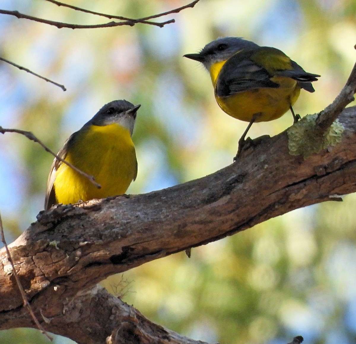 Eastern Yellow Robin - Rodney van den Brink