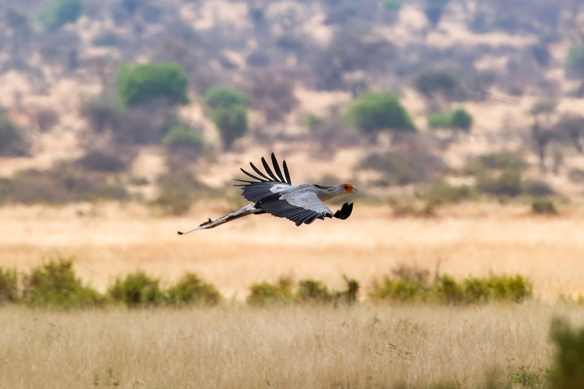 Secretarybird - Prashant Tewari