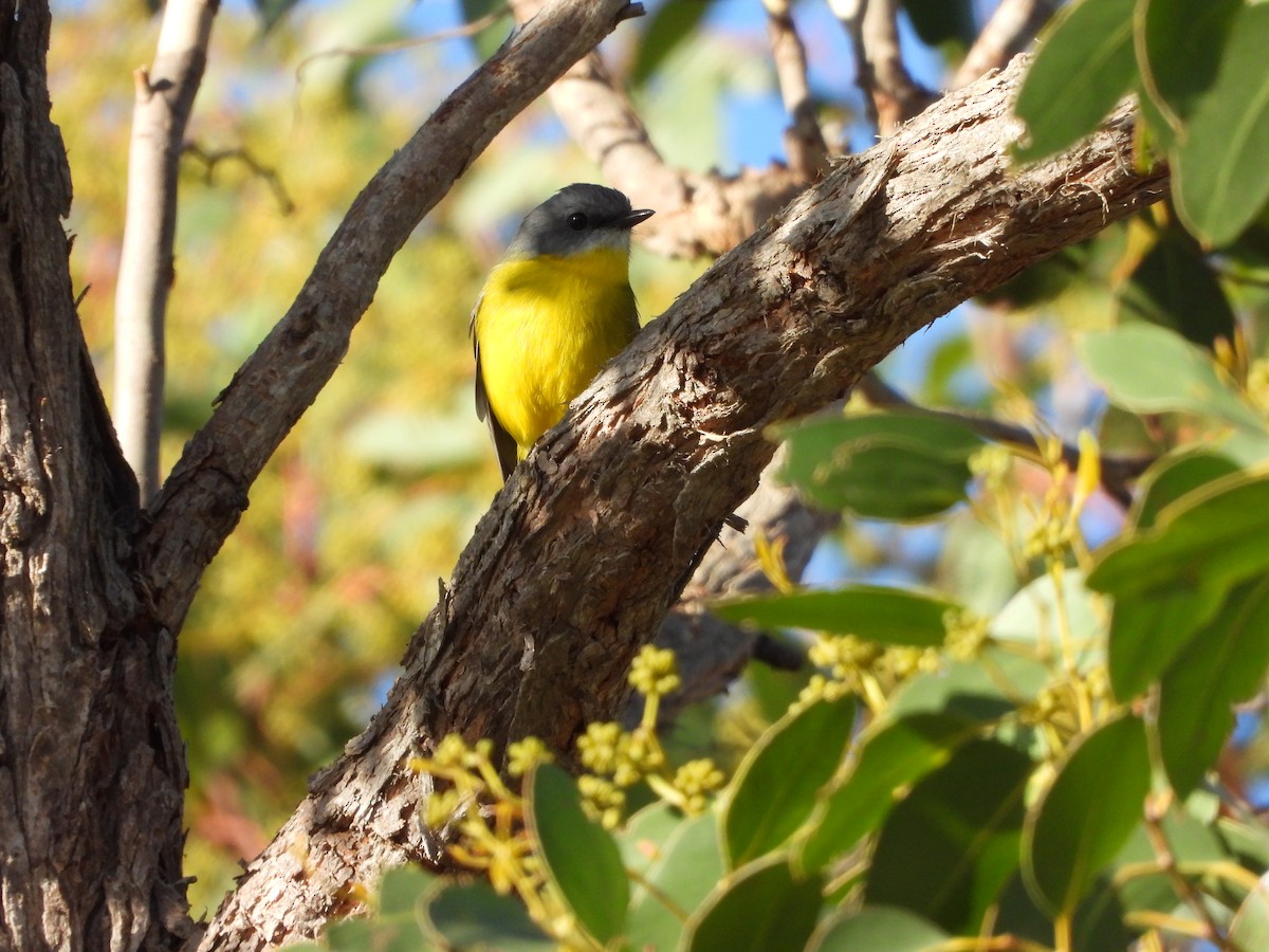 Eastern Yellow Robin - Rodney van den Brink