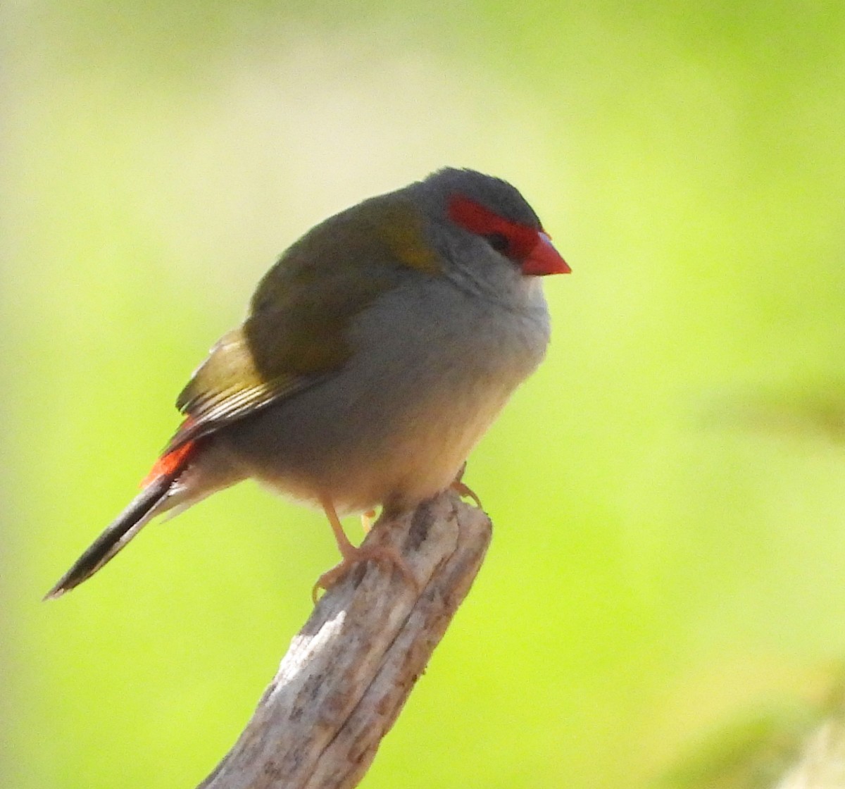 Red-browed Firetail - Rodney van den Brink