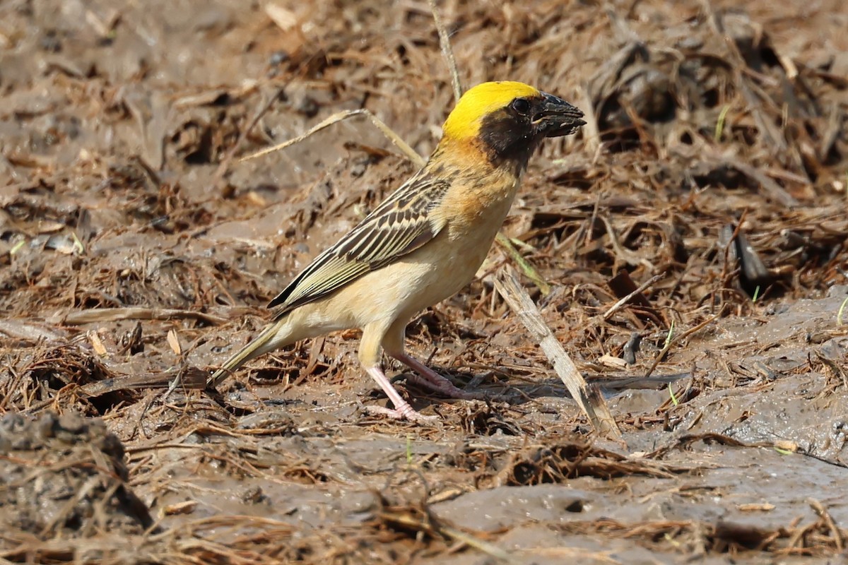 Baya Weaver - ML619218430