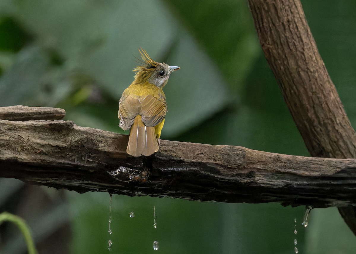 White-throated Bulbul - Ma Yan Bryant