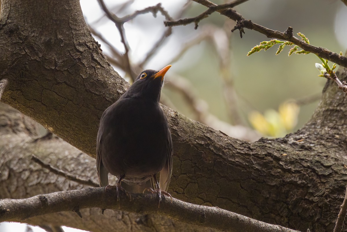 Eurasian Blackbird - ML619218439