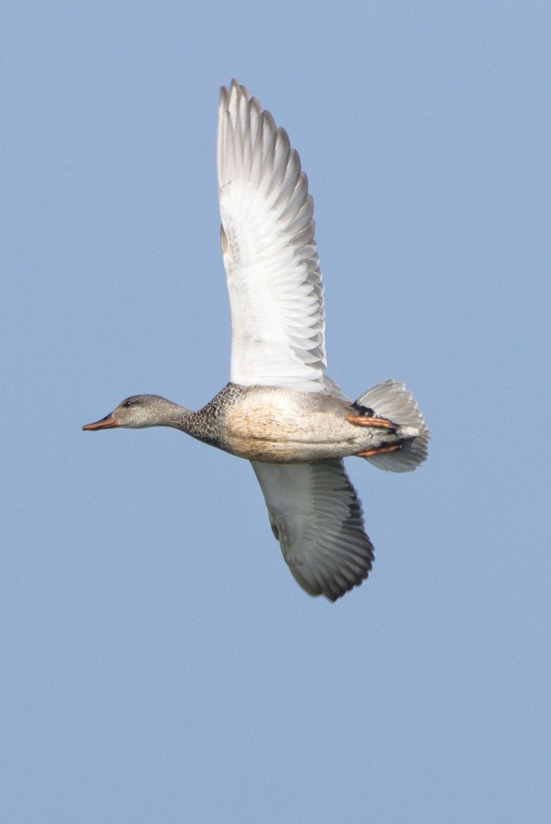 Gadwall - Andrew Pryce