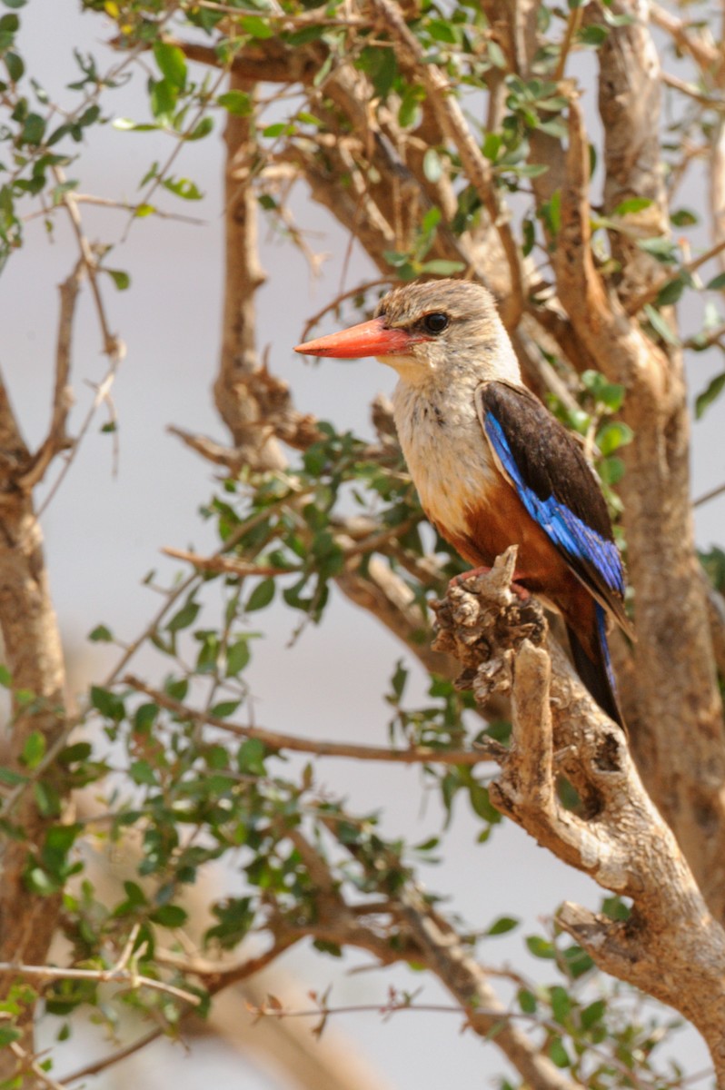 Gray-headed Kingfisher - Prashant Tewari