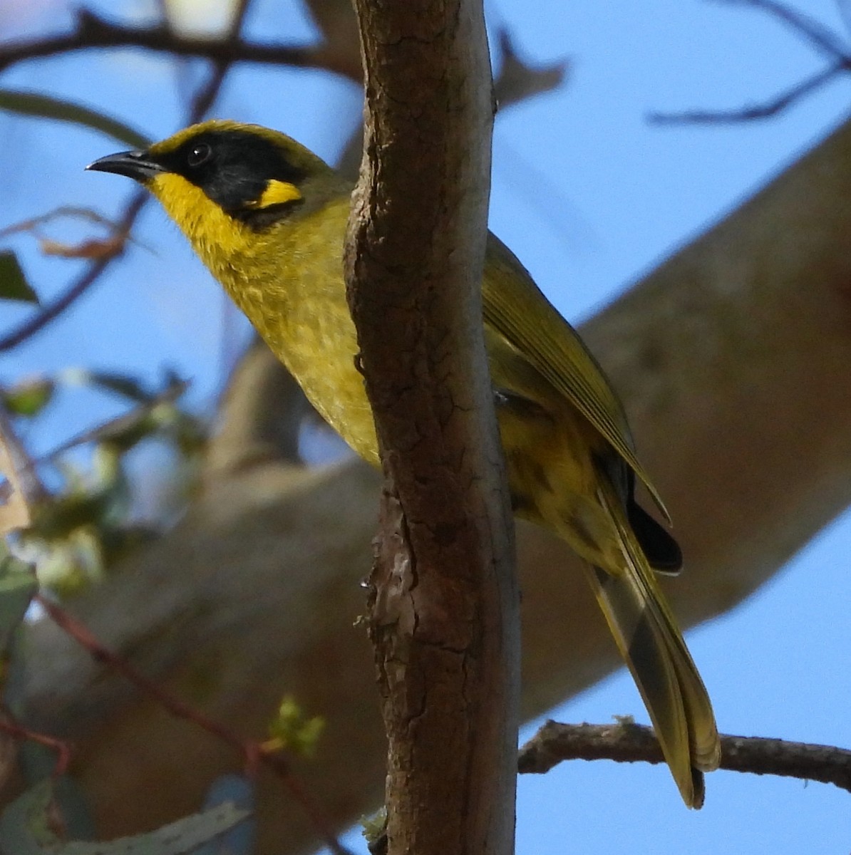 Yellow-tufted Honeyeater - ML619218474