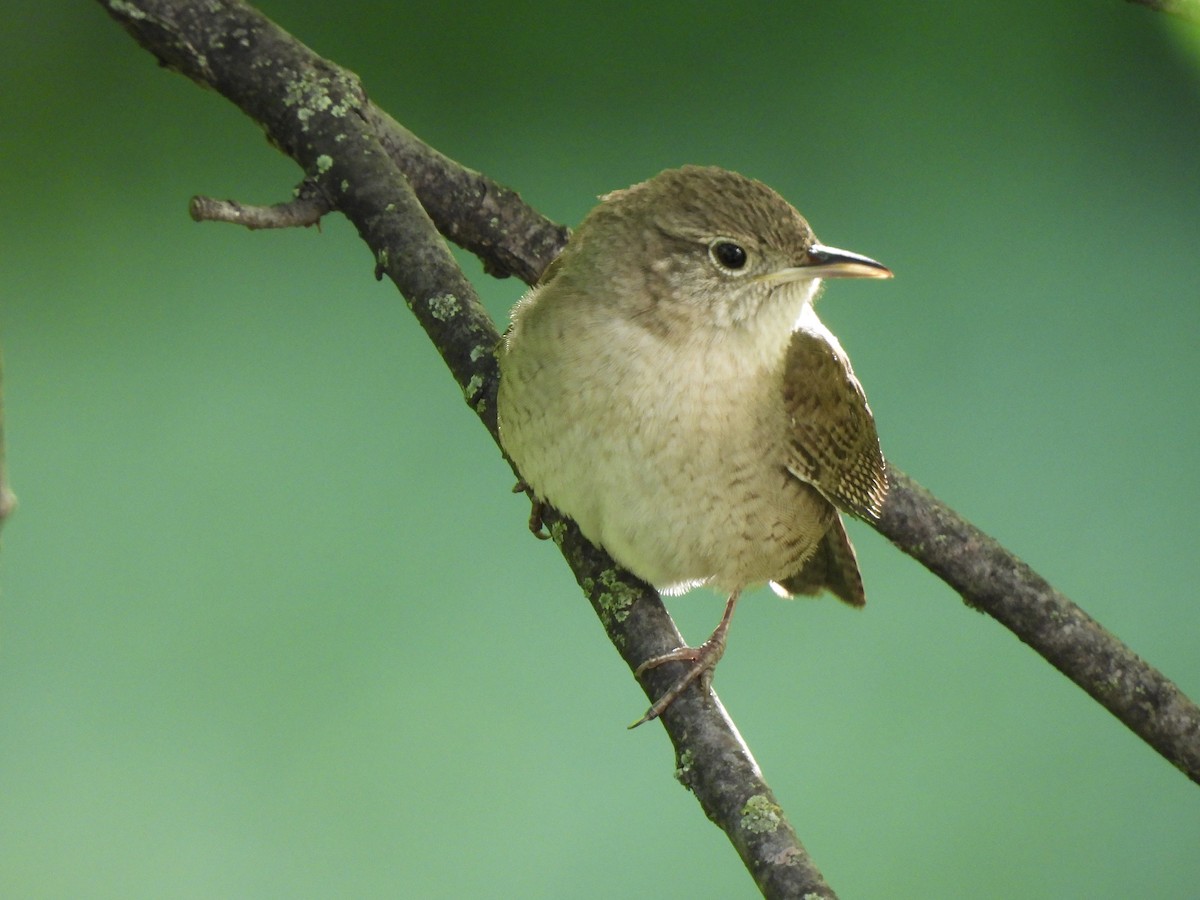 House Wren - Andrew Whetten