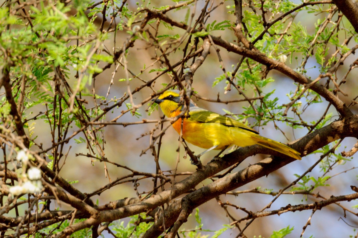 Sulphur-breasted Bushshrike - ML619218483