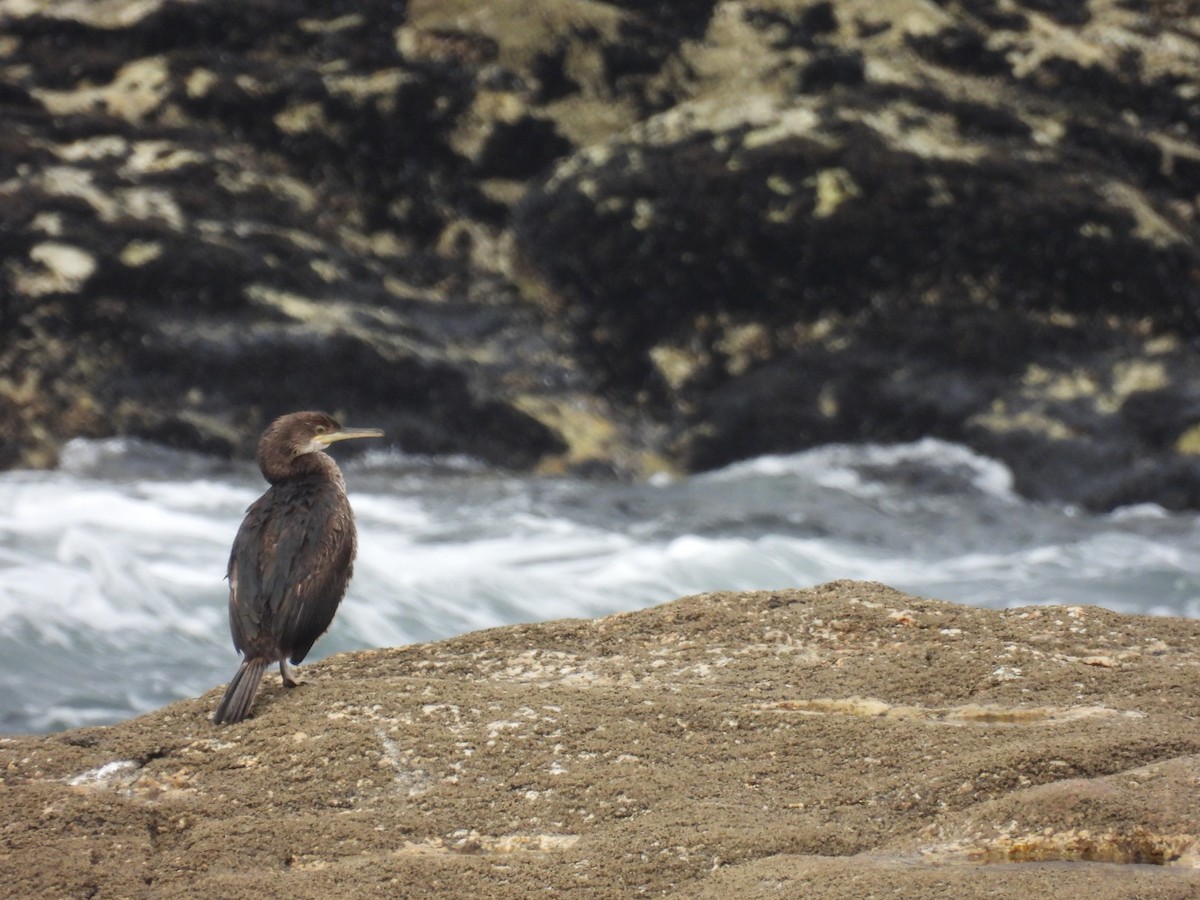 Cormorán Moñudo - ML619218485